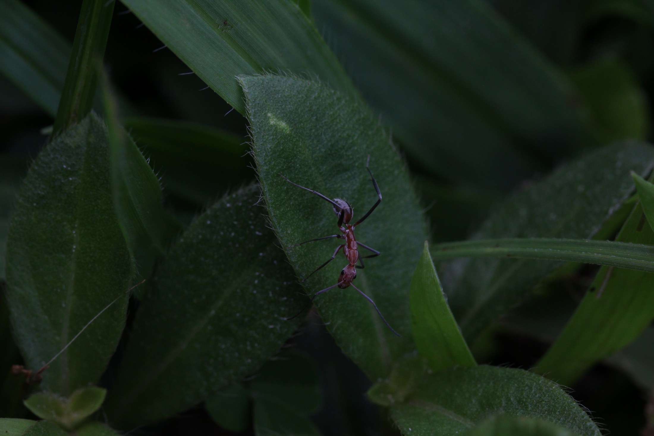 Weaver ants (Oecophylla)